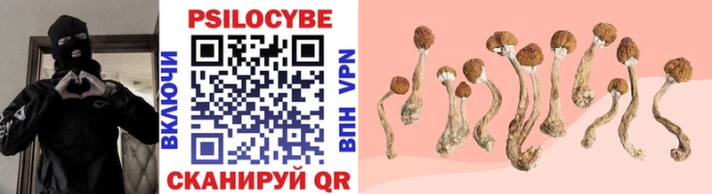 сколько стоит  Новосиль  Галлюциногенные грибы Cubensis 