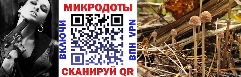 Галлюциногенные грибы Psilocybe Новосиль
